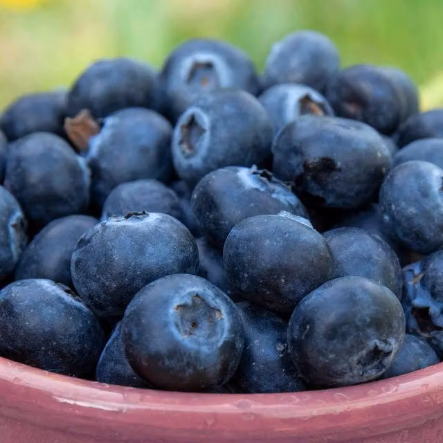 Marshalls Garden Lowberry Blueberry Little Blue Wonder Blue Fruit Shrub