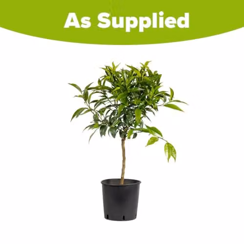 YouGarden Blood Orange Citrus Fruit Tree in a 4 Litre Pot, Height: 80 cm – 3