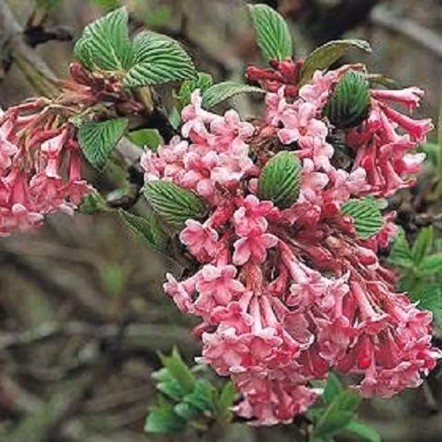 Direct Plants Viburnum Dawn Fragrant Winter Flowering Pink Ornamental Shrub, 2 Litre Pot