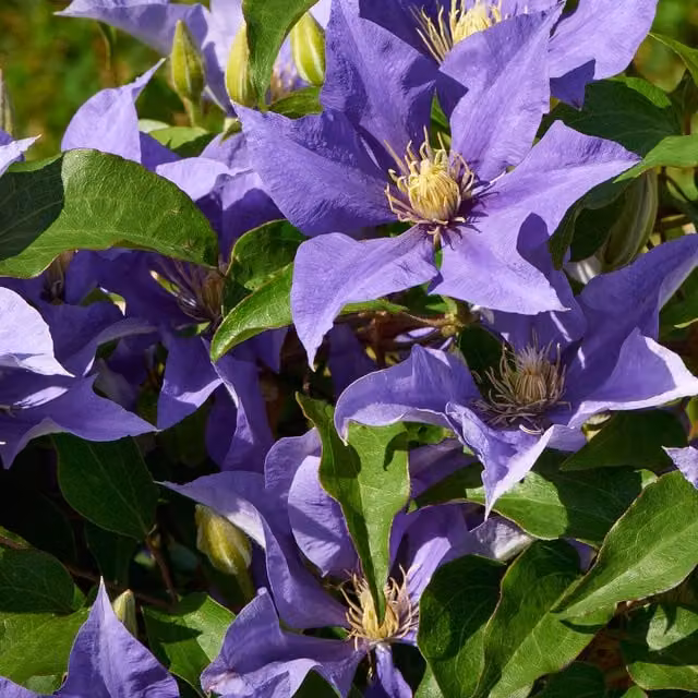 Plants By Post Clematis Olympia Evipo099 Violet-blue Climbing Ornamental Garden Plant