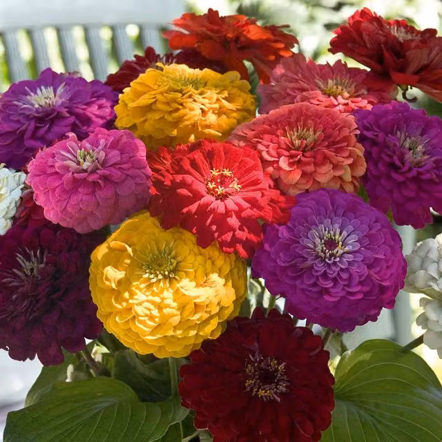 Unwins Red Zinnia Benary's Giant Flower Seeds