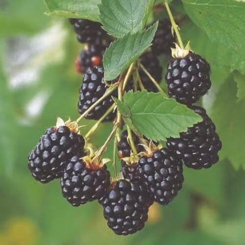Thompson and Morgan Navaho Thornless Blackberry Upright Fruit Bush, 2 Litre Pot
