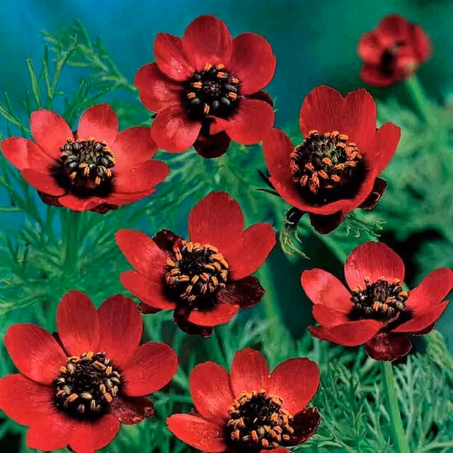 Unwins Pheasant's Eye Scarlet Chalice Red Ornamental Flower Seeds