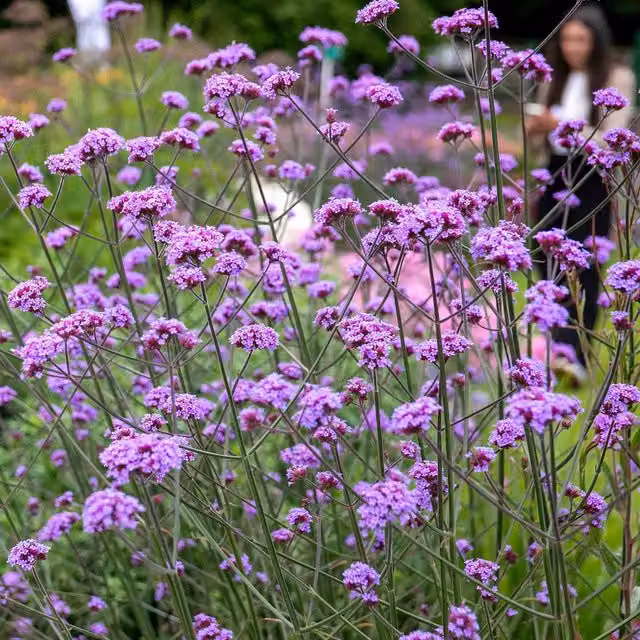 Marshalls Garden Verbena Buenos Aires Verbena bonariensis Tall Hardy Perennial, Green and Purple, 9cm Pot