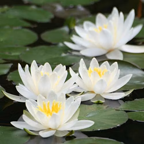 YouGarden White Nymphaea Albida Deep Water Lily Planting Kit – 1
