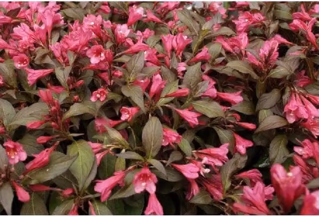 Direct Plants Weigela Minor Black Pink Ornamental Flowering Garden Shrubs, Pack of 3