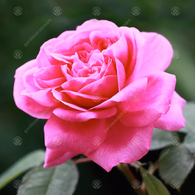 Gardeners Dream Happy Mother's Day Pink Rose Shrub