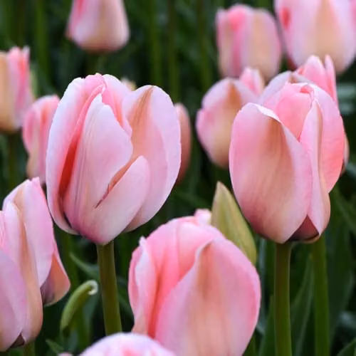Thompson & Morgan Tulip Bella Blush Darwin Hybrid Bulbs, Pink and Peachy Striped, 16 Bulbs – 3