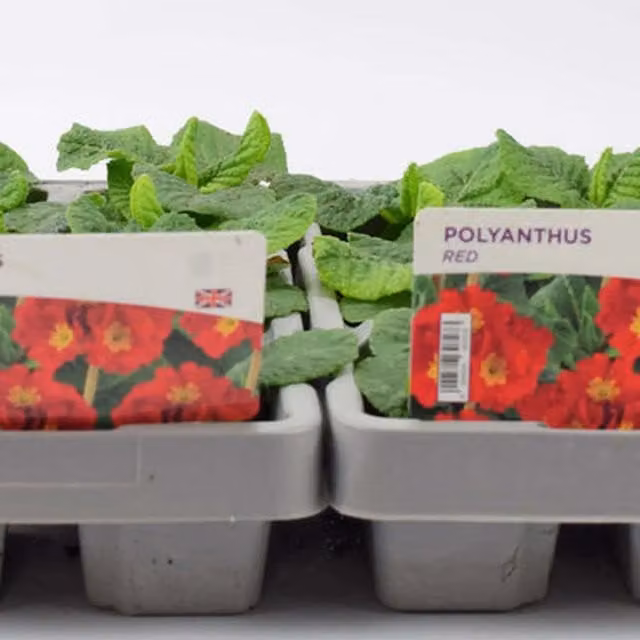 Plants by Post Nemesia Mirabelle Bedding Plants, Red, 3 x 9cm Pots