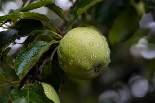 Direct Plants Apple Grenadier Fruit Tree, 182.88 cm Tall, in a 12 Litre Pot