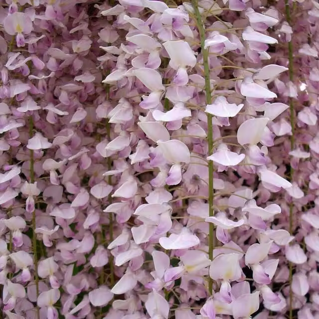 Direct Plants Wisteria Sinensis Pink Climbing Plant in a 5L Pot
