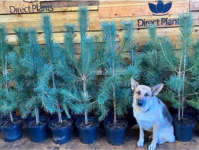 Direct Plants Scots Pine Pinus Sylvestris Conifer Tree, Green, 3ft