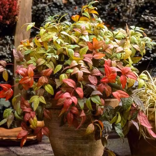 YouGarden Nandina domestica Fire Power Heavenly Bamboo Ornamental Shrub in 2L Pot