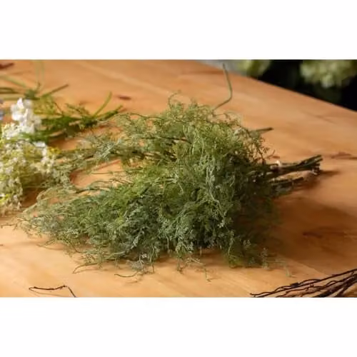 Hill Interiors Green Multicolour Asparagus Fern Hanging Plant – 1