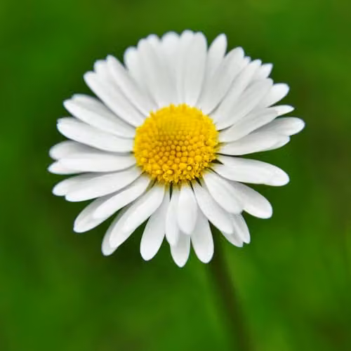 Thompson & Morgan Bellis Single White Flower Seeds, 400 Seeds
