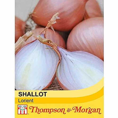 Thompson and Morgan Lorient Shallot Seeds, 100 Seeds per Packet