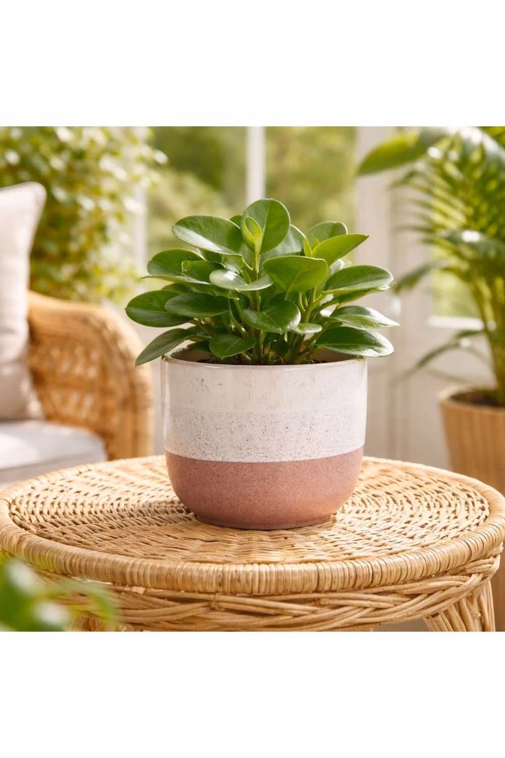 KDMD Hortus Pink and White Bordeaux Stoneware Planter, H 11 cm x Dia 12.5 cm – 2