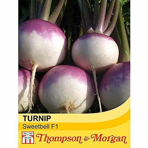 Thompson and Morgan Turnip Sweetbell F1 Hybrid Brassica Rapa Vegetable Seeds, 100 Seeds