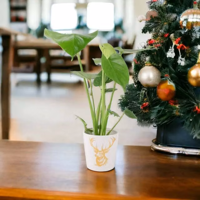 Plants by Post Monstera Cheese Plant with Green Foliage in a Gold Ceramic Pot (12 cm)
