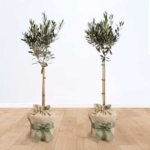 YouGarden Pair of Hardy Ornamental Olive Tree Standards, 80-90cm Tall