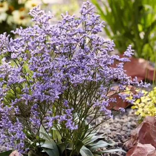 Thompson & Morgan Limonium Dazzle Rocks Pink-Purple Siberian Statice Perennial Plant, 2 Litre Pot – 2