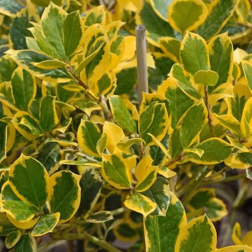 Thompson & Morgan Ilex altaclerensis Golden King Holly Tree, Female Evergreen Ornamental Shrub with Golden Variegated Leaves and Winter Berries, 35 Litre Pot – 3