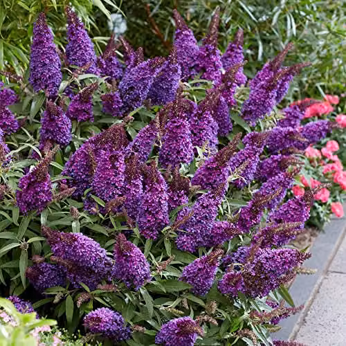 Thompson and Morgan Buddleja davidii Dwarf Compact Butterfly Candy Little Purple Hardy Shrub, 9cm Potted Plant – 2