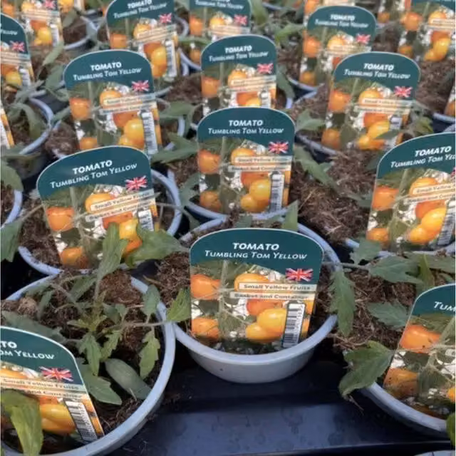 Plants by Post Yellow Tumbling Tom Sweet Cherry Tomato Plants, Pack of 3