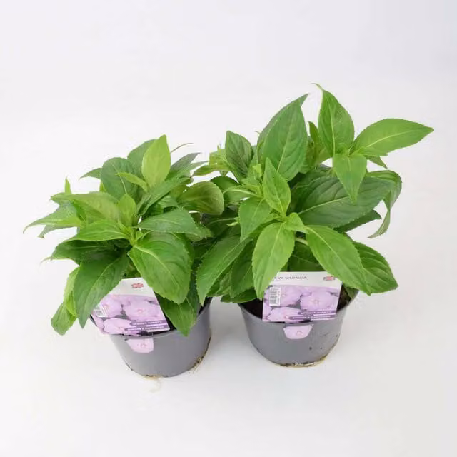 Plants by Post New Guinea Lilac Impatiens Garden Ready Bedding Plants, 2 x 1L