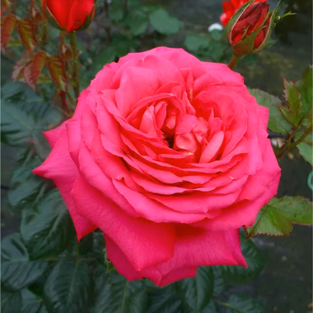 Plants By Post My Dad Fragrant Red Floribunda Rose Bush