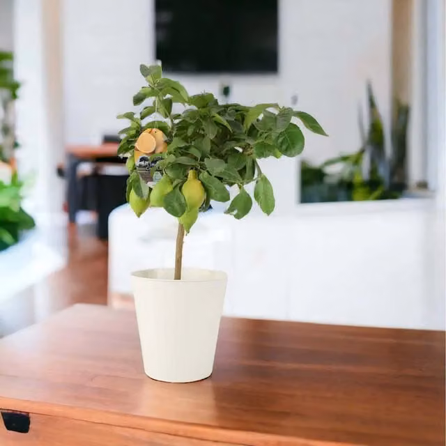 Plants By Post Citrus Lemon Fruit Tree in 19cm Pot, Yellow and Green Indoor or Outdoor Flowering Plant