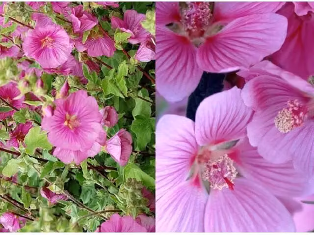 Lavatera Bredon Springs Pink Flowering Ornamental Shrub Plant in a 3 Litre Pot