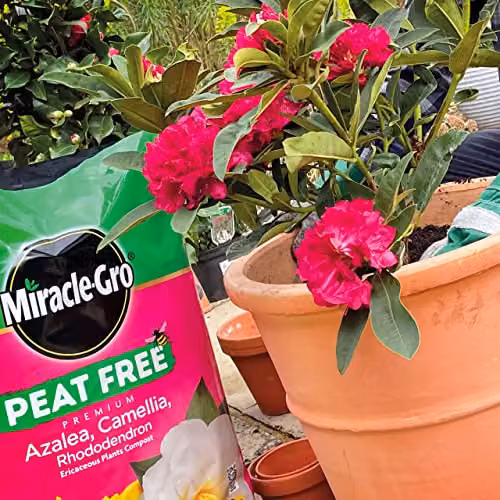 Miracle-Gro Premium Azalea, Camellia, Rhododendron and Special Plants Peat Free Compost, 40 Litres – 4
