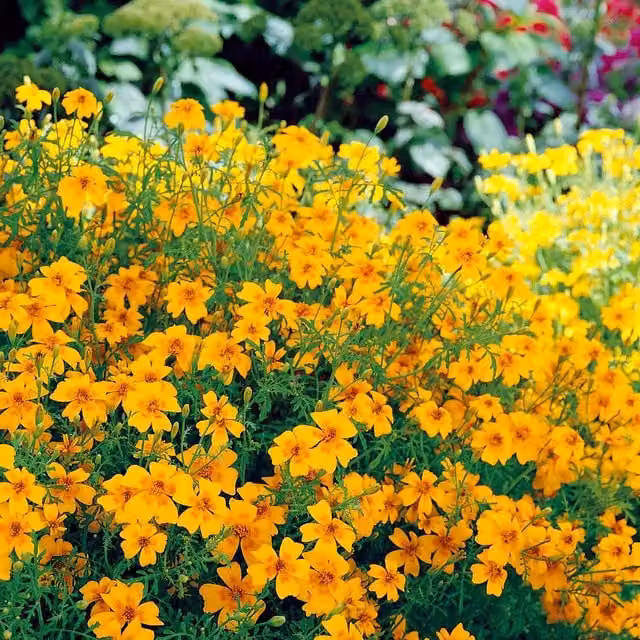 Unwins Tagetes Tenuifolia Golden Gem Flower Seeds, Yellow
