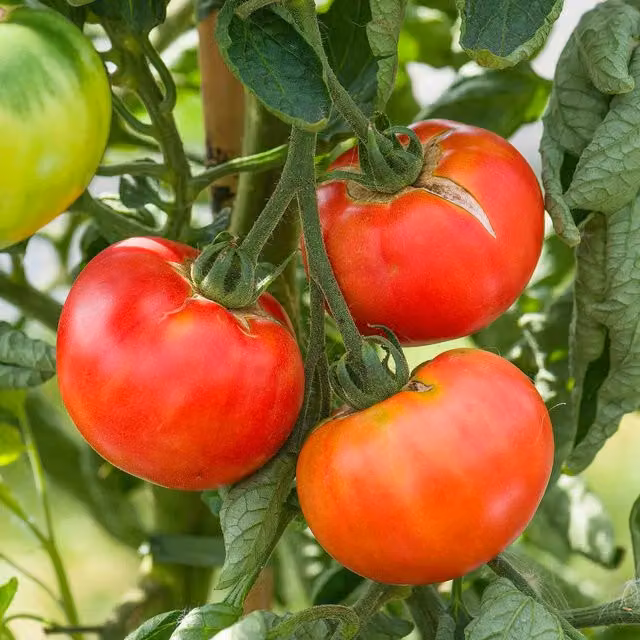 Marshalls Cocktail Crush Tomato Seeds, Blight-Resistant, Red, 10 Seeds