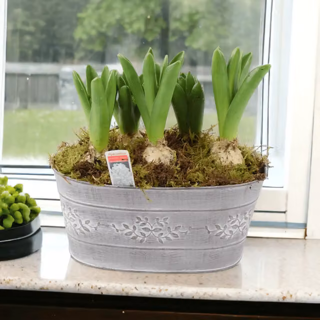 Plants By Post Mixed Pink Hyacinth Spring Bulbs in a Grey Rustic Metal Trough Planter