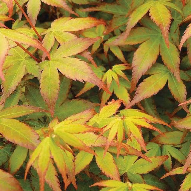 GardenersDream Acer Palmatum Japanese Maple Ornamental Tree with Green, Red, Orange and Gold Foliage