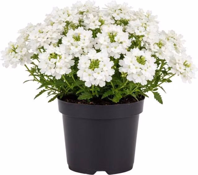 Plants By Post Verbena Lanai Up White Potted Bedding Plants, 3 or 6 Pack