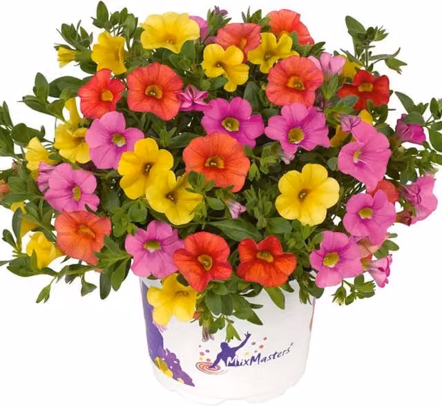 Plants By Post MixMasters Calibrachoa Cabaret Candy House Bedding Plants, Multicolour (Pink, Purple, White, Grey), 2 x 1L Pots