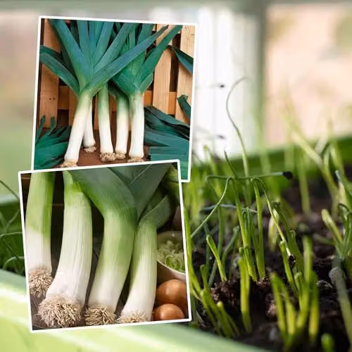 Marshalls Garden Leek Seeds Early and Late Duo Pack, White and Green