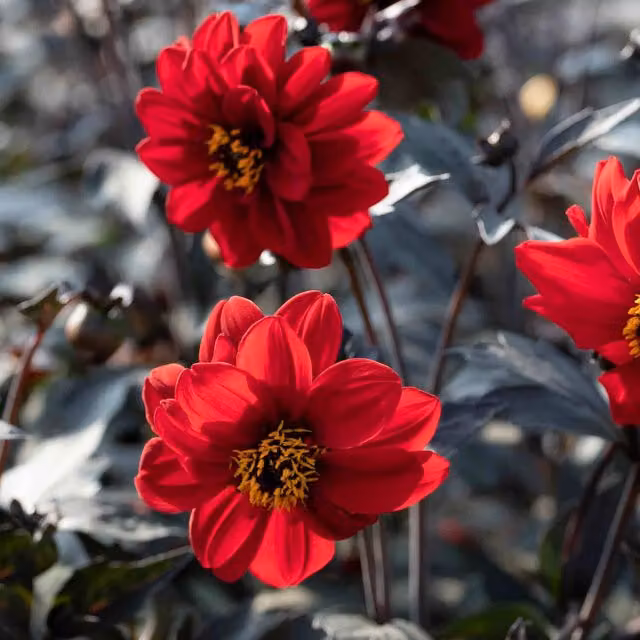 Unwins Dahlia Pinnata Red Black Forest Ruby Flower Seeds