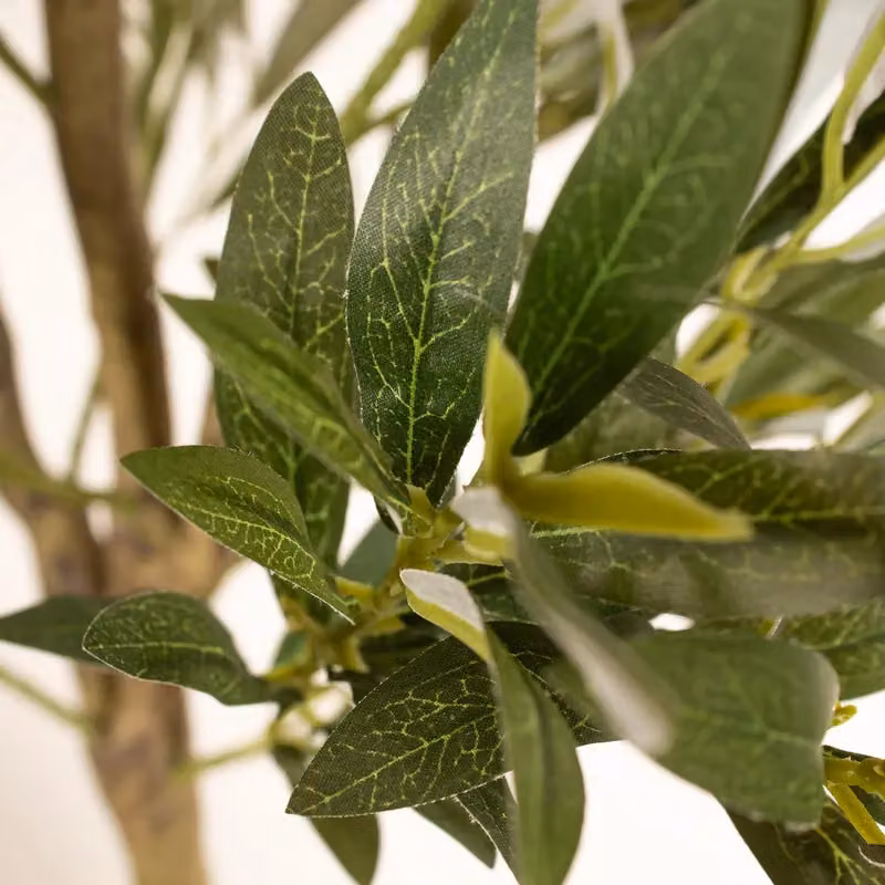 Scottish Everlastings Ltd 165 cm Green Mediterranean Olive Tree – 2