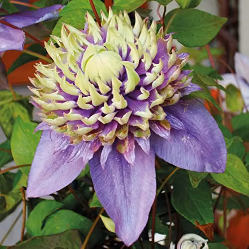 Thompson and Morgan Clematis Florida Taiga Hardy Climbing Shrub, Purple and Green, 3 x 11cm Pots – 6