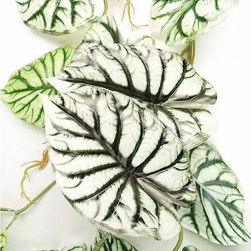 Leaf UK Alocasia Dragon Scale Artificial Trailing Hanging Plant, Light Green, 120 cm – 2