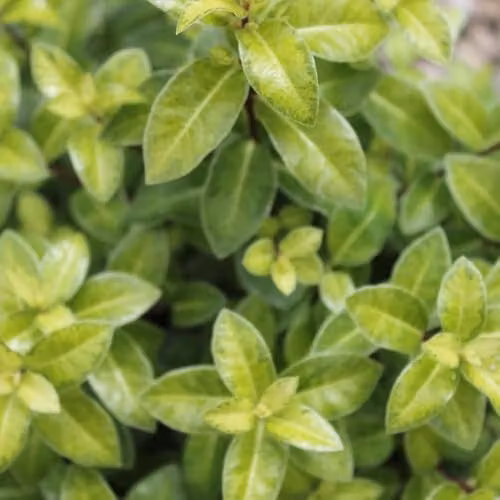 Thompson & Morgan Pittosporum tenuifolium Golden Ball Compact Evergreen Shrub with Yellow Foliage, 9cm Pot – 3