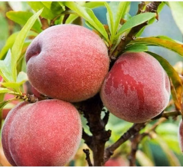 Direct Plants Peach Peregrine Fruit Tree, 7.5 l Pot, Green and Pink