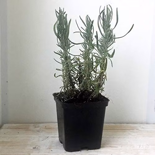 Thompson & Morgan English Lavender Munstead Potted Evergreen Ornamental Shrub, Purple and Silver, 2 x 9cm Pots – 2