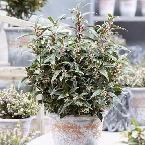 YouGarden Sarcococca Hookeriana Winter Gem Evergreen Winter Flowering Ornamental Shrub in 4.6L Pot – 2