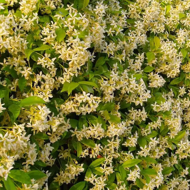 Plants By Post Trachelospermum Star of Tuscany Golden Yellow Outdoor Climbing Plant
