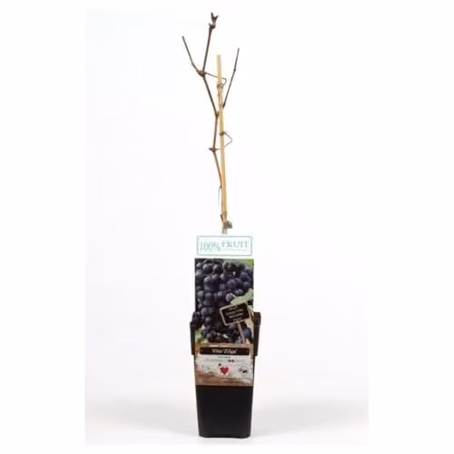 Thompson & Morgan Zilga Grape Vine, 3 x 15cm Potted Red/Purple Fruit Plants